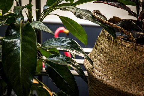 Alabama Hotel Hobart - Accommodation Newcastle 25