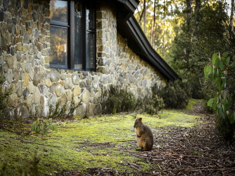 Discovery Parks - Cradle Mountain - Accommodation Newcastle 22
