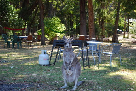Gariwerd Motel - Accommodation Newcastle 26