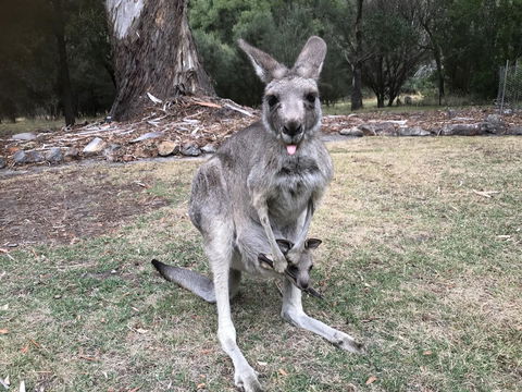 Day Dream Cottage - Accommodation Newcastle 11