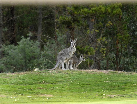 RACV Goldfields Resort - Accommodation Newcastle 20