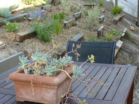 Saje\'s House & Pod - Accommodation Newcastle 12