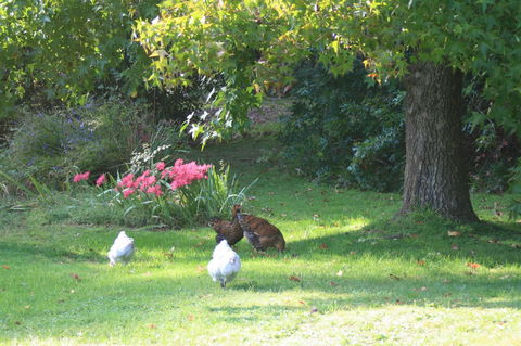 Strathmore Farm B&B - Accommodation Newcastle 23