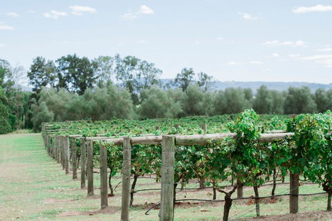 Tranquil Vale Vineyard - Accommodation Newcastle 2