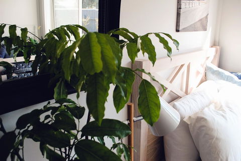 Bed Of Roses - Accommodation Newcastle 24