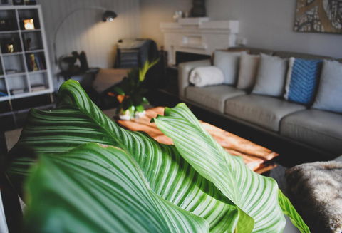 Bed Of Roses - Accommodation Newcastle 29