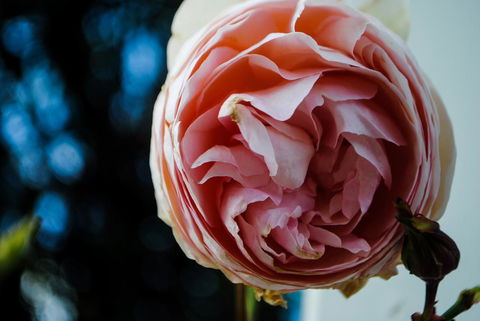 Bed Of Roses - Accommodation Newcastle 36