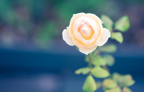 Bed Of Roses - Accommodation Newcastle 14