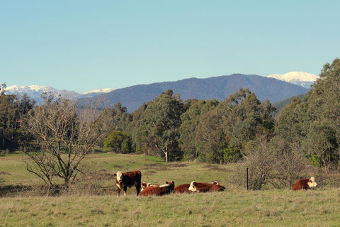 3 Bells Alpine Cottage - Accommodation Newcastle 21