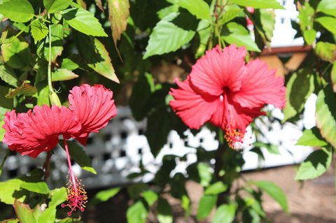 Amaroo On Mandalay, Magnetic Island - Accommodation Newcastle 35