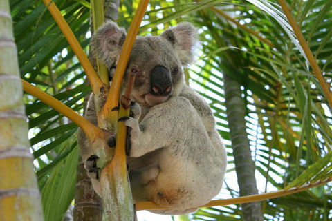 Amaroo On Mandalay, Magnetic Island - Accommodation Newcastle 44