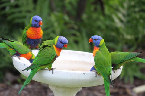 Amaroo On Mandalay, Magnetic Island - Accommodation Newcastle 27