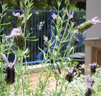 Surfers Beach Resort One - Accommodation Newcastle