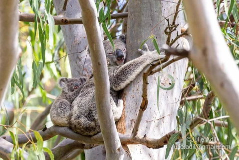 A Quiet Unit Overlooking A Reserve - Accommodation Newcastle 0