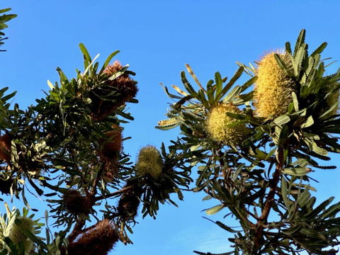 Banksia Tops - Accommodation Newcastle 1