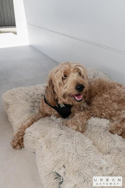 Bargara Coastal Luxe Aircon, Outside Pet, Sleeps 8 - Accommodation Newcastle 1