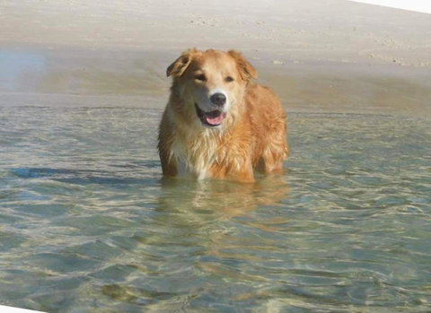 Baggies On Dutchies, 9 Burbong Street - Large Pet Friendly House With Spectacular Waterviews, Wi-Fi And Air Con - Accommodation Newcastle 2