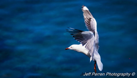 La Promenade - Accommodation Newcastle 14