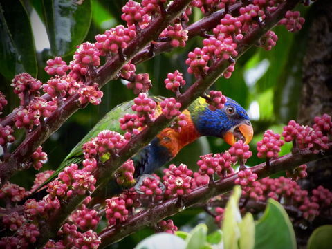 Daintree Manor B&B - Accommodation Newcastle 4