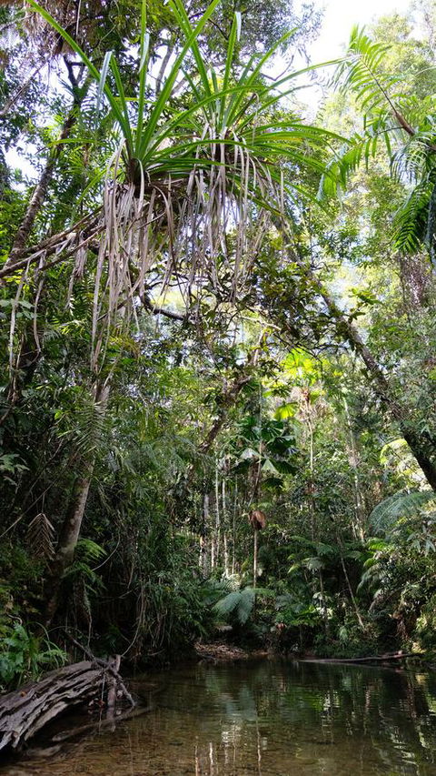 Daintree Manor B&B - Accommodation Newcastle 7