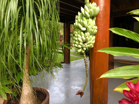 Daintree Manor B&B - Accommodation Newcastle 10