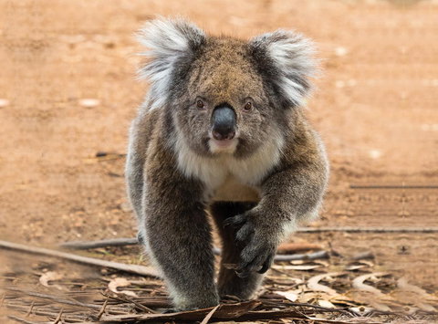Hanson Bay Cabins - Accommodation Newcastle 5