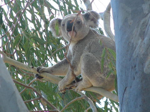 Tropical Palms Resort & 4WD Hire - Accommodation Newcastle 29