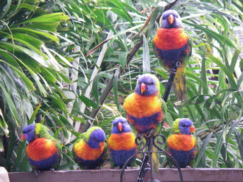 Tropical Palms Resort & 4WD Hire - Accommodation Newcastle 36