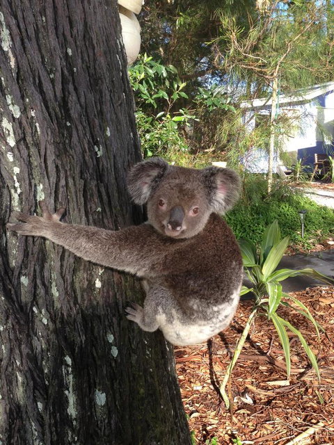 Sea Shanties - Accommodation Newcastle 9