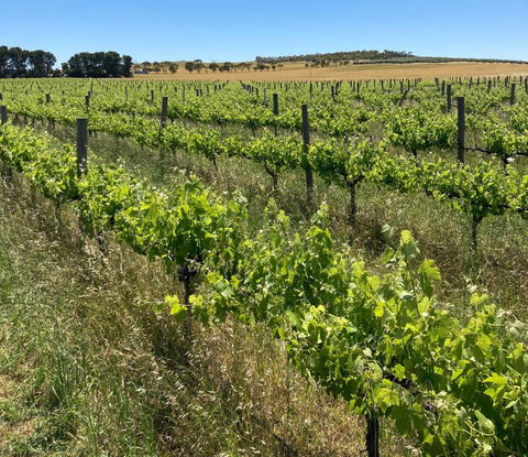 Belalie Wines - Accommodation Newcastle 2