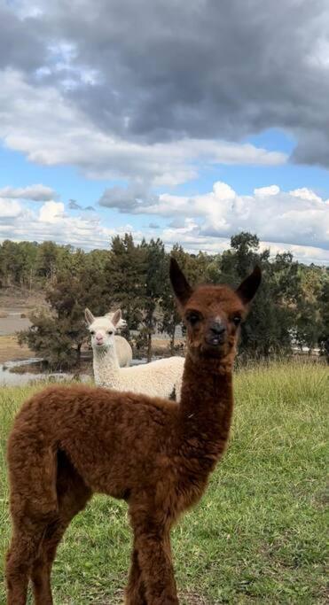 Hill Top Tiny River House - Accommodation Newcastle 1