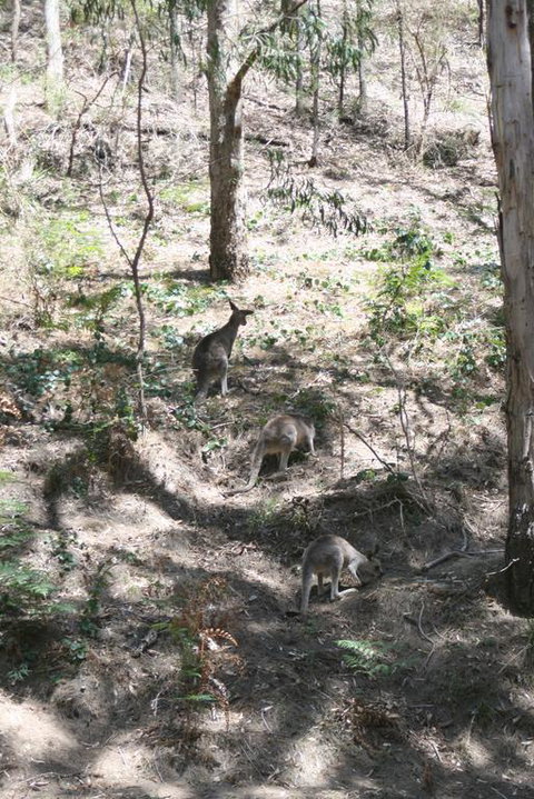 Blue Mountains Backpacker Hostel - Accommodation Newcastle 3