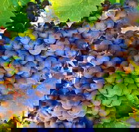 The Fully Local Private Tour - Accommodation Newcastle