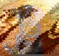 Perth Kids Explorer Private Day Tour - Accommodation Newcastle