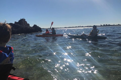 Penguin Island And Fremantle - Canoe, Chocolate & Coffee - Accommodation Newcastle 1