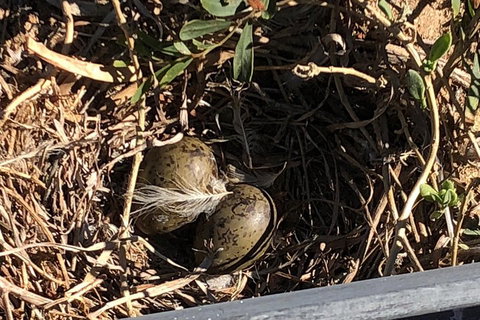 Penguin Island And Fremantle - Canoe, Chocolate & Coffee - Accommodation Newcastle 3