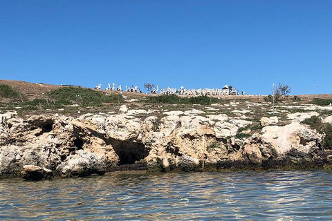 Penguin Island And Fremantle - Canoe, Chocolate & Coffee - Accommodation Newcastle 5