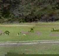 Yanchep  Lancelin - Wildlife Cave And Sands - Accommodation Newcastle