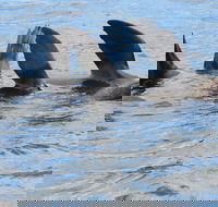 Twilight Sail Bruny Island - Accommodation Newcastle