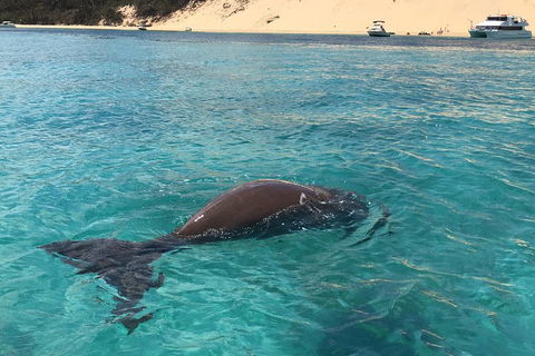 Cruise In Moreton Bay Marine Park And Moreton Island - Accommodation Newcastle 2