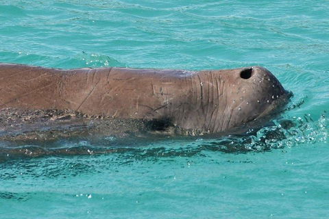 Cruise In Moreton Bay Marine Park And Moreton Island - Accommodation Newcastle 3