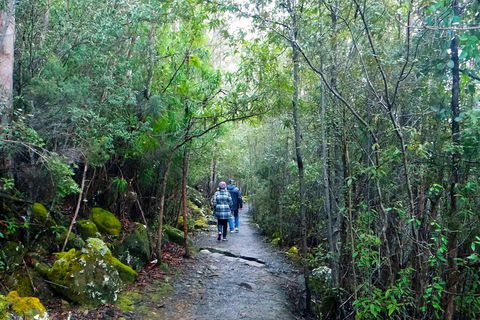 Kunanyi / Mt Wellington Explorer Bus - 2 Hour Return Tour - Accommodation Newcastle 2