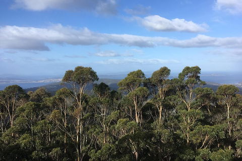 Kunanyi/Mt Wellington Explorer Bus - One Way Tour - Accommodation Newcastle 5