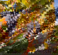 Full Day Tamar Valley Wine Tour - Accommodation Newcastle