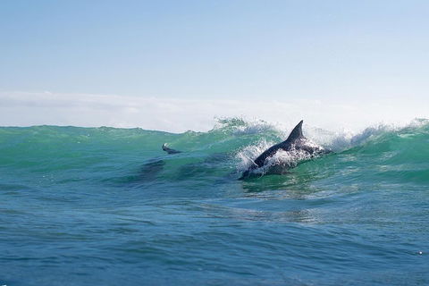 Private Tangalooma Wrecks Tour - Accommodation Newcastle 2