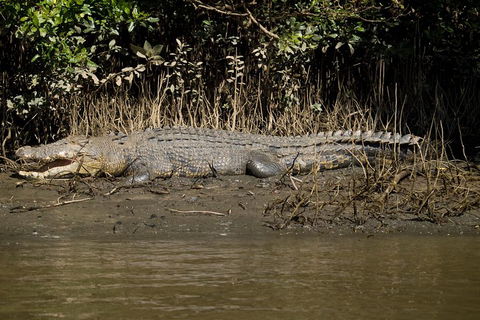 5-Day Best Of Cairns With Daintree, Kuranda, And Great Barrier Reef - Accommodation Newcastle 5