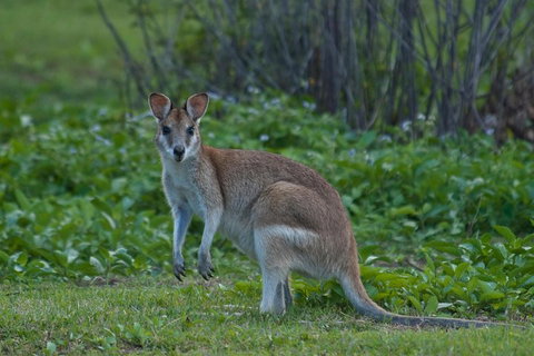 Cairns 4WD Waterfall And Rainforest Tour Including Kuranda Scenic Railway - Accommodation Newcastle 2
