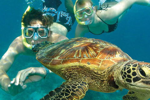8-Day Cairns Tour: Great Barrier Reef, Kuranda, Daintree Rainforest - Accommodation Newcastle 1