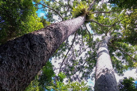 Paronella Park And Millaa Millaa Falls Full-day Tour From Cairns - Accommodation Newcastle 1