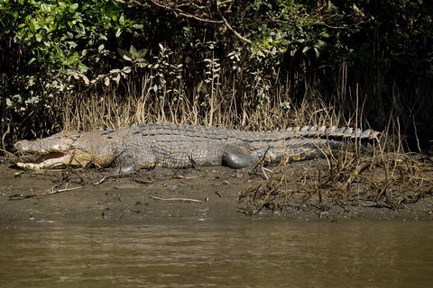4-Day Cairns With Great Barrier Reef And Daintree Rainforest - Accommodation Newcastle 4